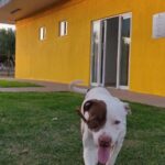 Cão PRF