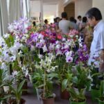 Exposicao-Orquideas-Santa-Ana-2019_1