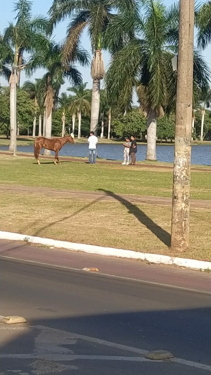 O animal está nas proximidades do acesso a rua Paranaíba na margem da lagoa e corre risco ir pra via.