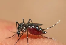 Mato Grosso do Sul registra 8.272 casos confirmados de dengue em 2025