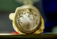 Dia D de combate ao Aedes aegypti ocorre neste sábado em todo o país