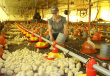 Frango Vida impulsiona avicultura e formação profissional em MS