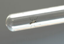 Três Lagoas apresenta balanço anual das ações de combate ao Aedes aegypti