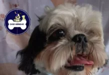 Cachorrinho Dino é encontrado e já está com a família