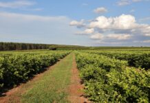 Citricultura avança em MS, injeta R$ 2,4 bilhões e consolida nova fronteira agrícola