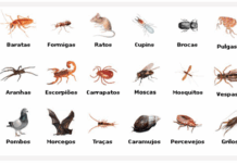 CCZ orienta sobre animais sinantrópicos e reforça cuidados para prevenção de riscos à saúde