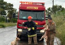 Bombeiros resgatam dois cães que caíram em poço de cinco metros em Três Lagoas