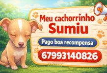 Cachorrinho desaparece na Vila Piloto e família oferece recompensa por informações