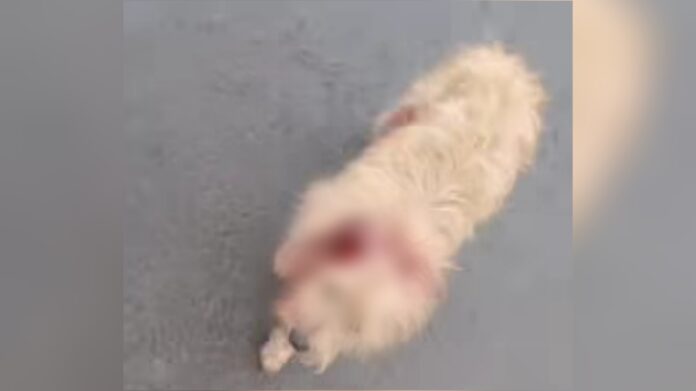 Animal mutilado e ferido pelo idoso.