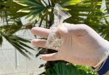 MS registra alta de chikungunya e confirma 7 mortes em 2026