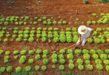 Agraer fortalece agricultura familiar com orientação para acesso ao Pronaf B em MS