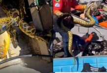 Terror no Pantanal: sucuri invade barco e provoca pânico entre pescadoras durante passeio
