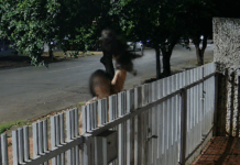 Câmeras de segurança registram furto de filhote de Shih Tzu no centro de Três Lagoas