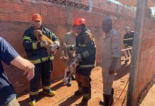 Ataque brutal de pitbulls termina com cadela morta e mobiliza bombeiros, PMA e CCZ em Três Lagoas