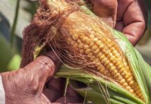 Três Lagoas lidera produtividade de milho em Mato Grosso do Sul