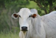 Boi gordo recua R$ 3 em Três Lagoas, enquanto arroba da vaca mantém preço
