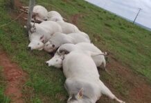 Fio energizado se rompe e mata sete touros em fazenda de Mato Grosso do Sul; prejuízo passa de R$ 112 mil