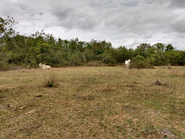 Gado pastando em área de preservação permanente do lago da Usina de Jupiá. Foto: PMMS.