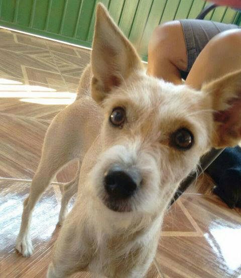 Ela atende pelo nome de Nina