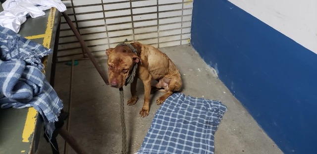 Animal ferido encontrado em rinha de cães em Mairiporã — Foto: Marcelo Assunção/TV Globo