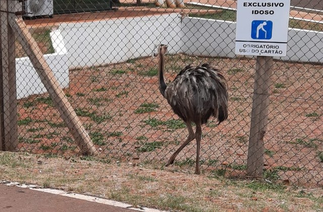 Fotos: Divulgação/PMA