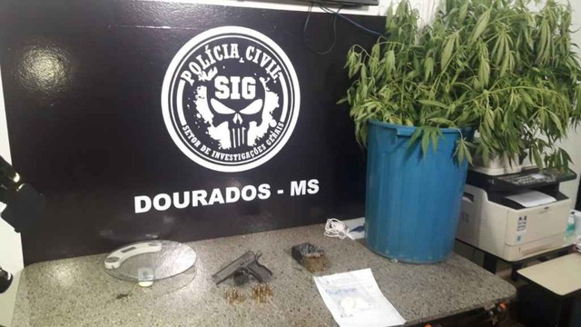 Foram encontrados 12 pés de maconha de grande porte. (Foto: Cido Costa)