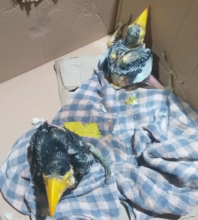 Filhotes foram encontrados por um funcionário de uma cooperativa agrícola, localizada na região conhecida como Cabeceira do Rio Apa. Foto: Assessoria.