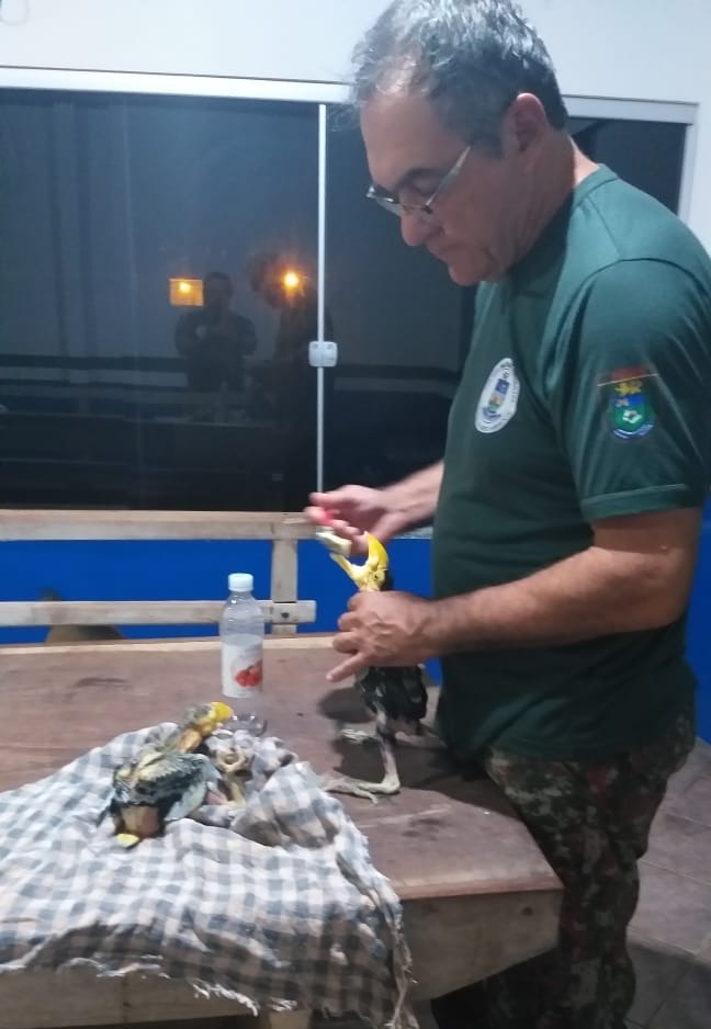 Agentes da PMA alimentaram as aves e as encaminharam ao Centro de Reabilitação de Animais Silvestres (CRAS). Foto: Assessoria.