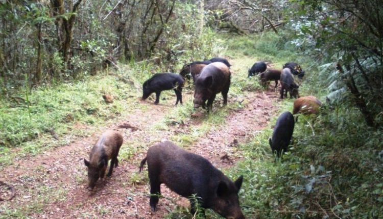 Foto: Ilustrativa/UFMS