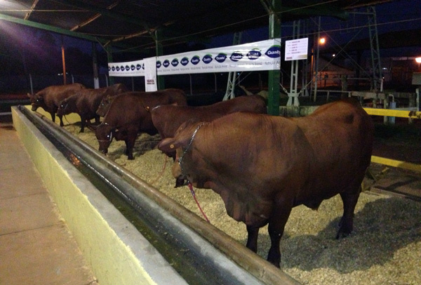 A Paranoá Senepol agradeceu a oportunidade pela participação durante a EXPOTRÊS. Foto: Divulgação