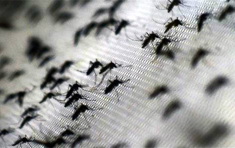 Créditos: Campograndenews