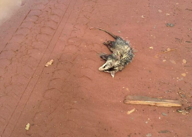 (Fotos: Rádio Caçula).