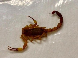 Escorpião que picou criança em quintal, no Jardim Campo Nobre. (Foto: Direto das Ruas)