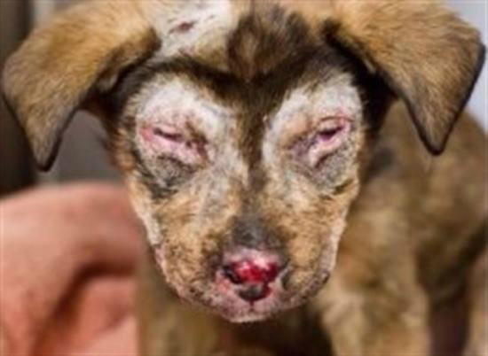 Um filhote de cachorro no Kansas, EUA, sofreu graves queimaduras.