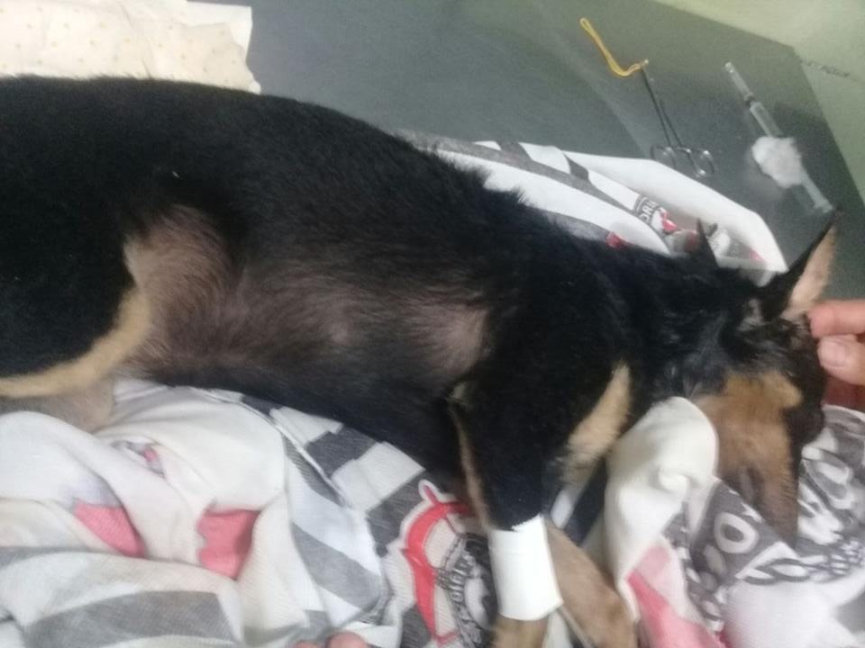 Foto: Charlene Bortoleto