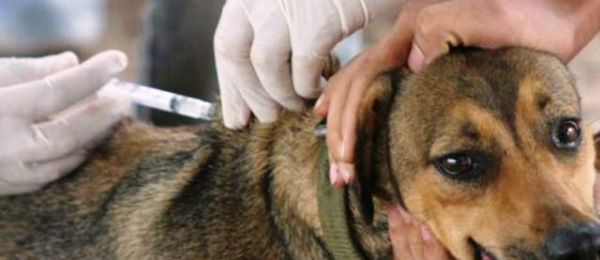 Entre os sintomas apresentados no cão são queda de pelos, muita tristeza, unhas grandes, conjuntivite, descamação na pele, feridas nas orelhas, cauda e focinho.Foto: Divulgação