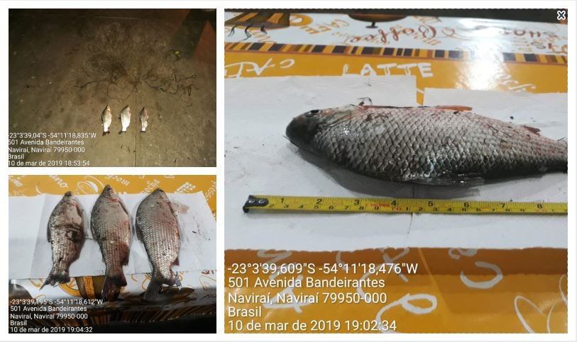 Imagem: Arquivo Assessoria de Comunicação Polícia Ambiental