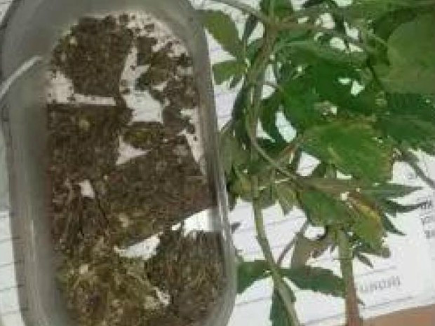 Maconha foi encontrada no terreno do suspeito; ele postava fotos e vídeos (Foto: Divulgação Polícia Civil/MS)