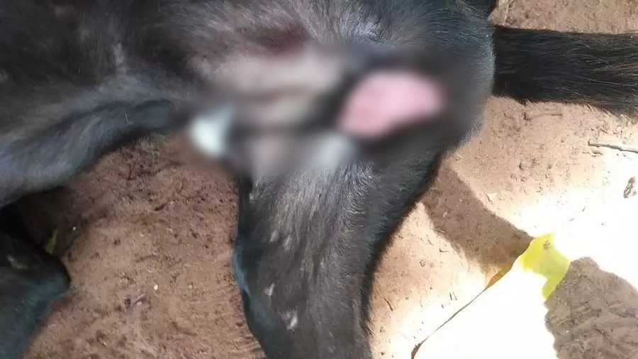 Cachorro teve os testículos arrancados. Foto: Reprodução/Nova News.