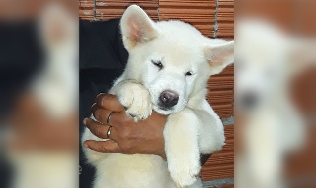 Kiara, uma cachorrinha de 4 meses da raça Akita, foi furtada da residência da dona na segunda (6) no bairro Jd. Eldorado. Foto: Arquivo pessoal.