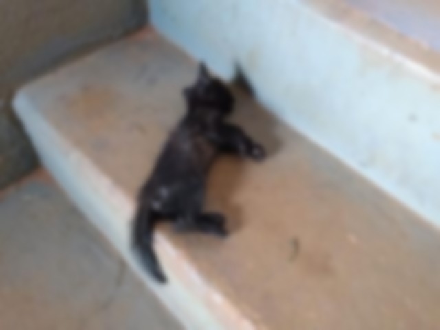 Gatinho foi pisoteado até a morte em Três Lagoas (Foto: Divulgação/PMA)