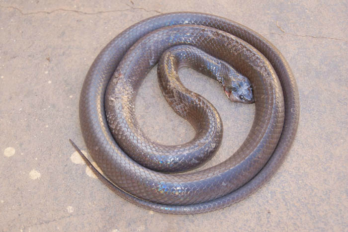 O marido da mulher matou o animal antes que mordesse sua esposa. Foto: Mil Notícias