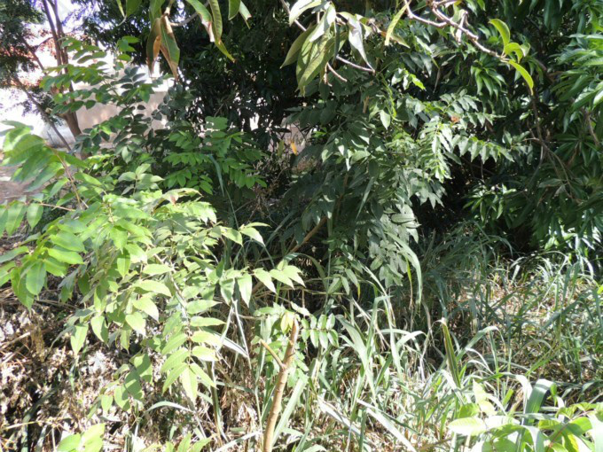 Foto: Arquivo Rádio Caçula