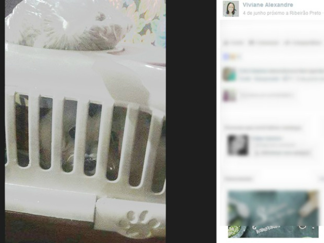 Bingo em quermesse teve cachorro como premiação (Foto: Reprodução/Facebook)