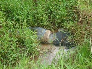 Corpo estava de bruços e com a cabeça decepada. (Foto: Caarap News)