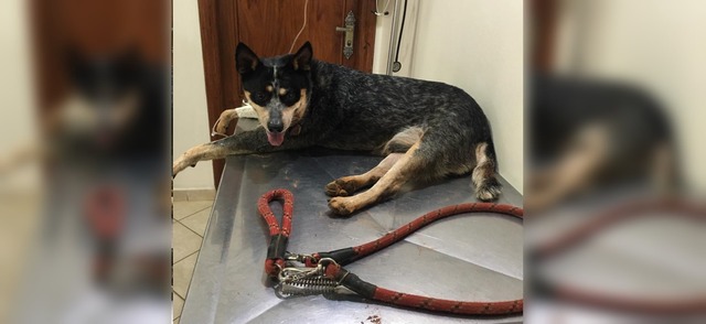 Cachorro da raca Blue Heeler encontrado nas proximidades do Estádio Madrugadão. Foto: Arquivo pessoal.