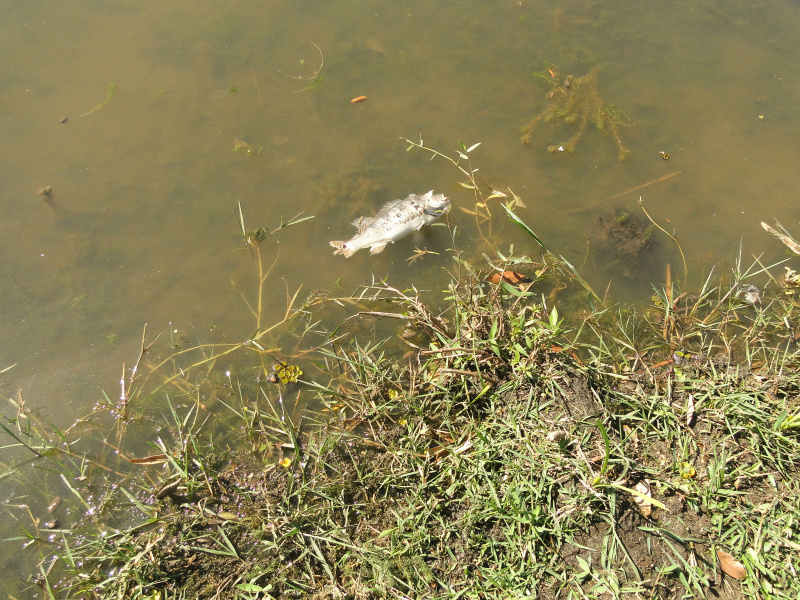 Também foi encontrada pela equipe de pesquisadores da UFMS às margens da Lagoa, uma espécie de Tucunaré já sem vida. Foto: Rádio Caçula.