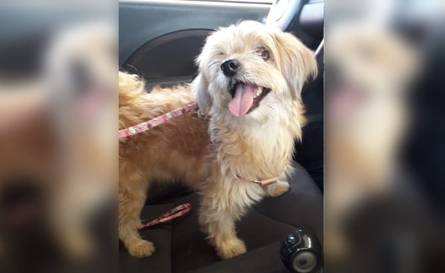 Nina, uma cachorrinha mestiça de Lhasa Apso, sumiu da casa dos proprietários na terça (14) durante a madrugada. Foto: Arquivo pessoal.
