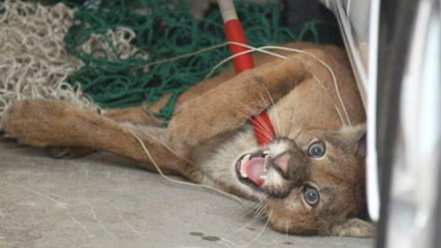 Animal não está na lista de extinção