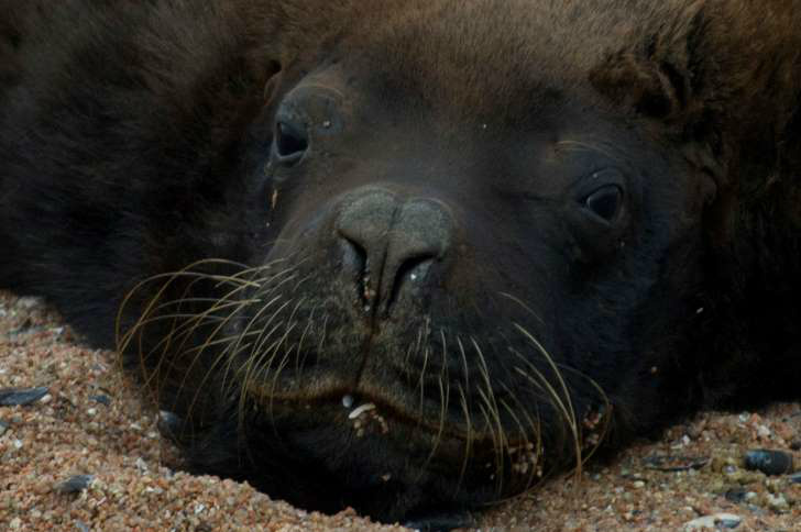 © Fornecido por AFP Lobo-marinho na Isla de Lobos, pequena ilha a 8 km da costa de Punta del Este, em 19 de março de 2014